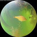 ./images/calvert/underwater/20260807/underwater20260807_172002M.jpg