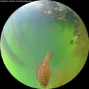 ./images/calvert/underwater/20260807/underwater20260807_181501M.jpg