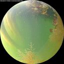 ./images/calvert/underwater/20260807/underwater20260807_193001M.jpg