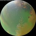 ./images/calvert/underwater/20260807/underwater20260807_202001M.jpg
