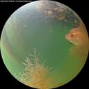 ./images/calvert/underwater/20260807/underwater20260807_204001M.jpg