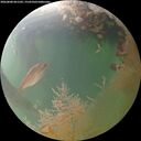 ./images/calvert/underwater/20260808/underwater20260808_061501M.jpg