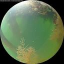 ./images/calvert/underwater/20260808/underwater20260808_065001M.jpg