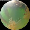 ./images/calvert/underwater/20260808/underwater20260808_070002M.jpg