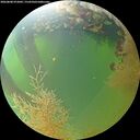 ./images/calvert/underwater/20260808/underwater20260808_072002M.jpg