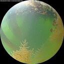 ./images/calvert/underwater/20260808/underwater20260808_073002M.jpg
