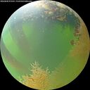./images/calvert/underwater/20260808/underwater20260808_073501M.jpg