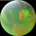 ./images/calvert/underwater/20260808/underwater20260808_093501M.jpg