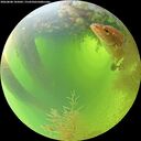 ./images/calvert/underwater/20260808/underwater20260808_105001M.jpg
