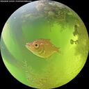./images/calvert/underwater/20260808/underwater20260808_125501M.jpg