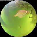 ./images/calvert/underwater/20260808/underwater20260808_131001M.jpg
