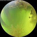 ./images/calvert/underwater/20260808/underwater20260808_134502M.jpg