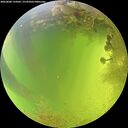 ./images/calvert/underwater/20260808/underwater20260808_135002M.jpg