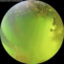./images/calvert/underwater/20260808/underwater20260808_142001M.jpg