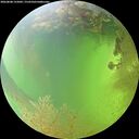 ./images/calvert/underwater/20260808/underwater20260808_155001M.jpg