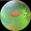 ./images/calvert/underwater/20260808/underwater20260808_162001M.jpg