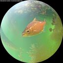 ./images/calvert/underwater/20260808/underwater20260808_163002M.jpg