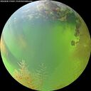 ./images/calvert/underwater/20260808/underwater20260808_175001M.jpg