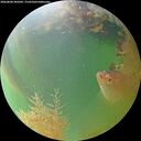./images/calvert/underwater/20260808/underwater20260808_202001M.jpg