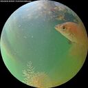 ./images/calvert/underwater/20260808/underwater20260808_203002M.jpg