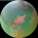 ./images/calvert/underwater/20260808/underwater20260808_203501M.jpg