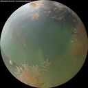 ./images/calvert/underwater/20260809/underwater20260809_061501M.jpg