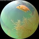 ./images/calvert/underwater/20260809/underwater20260809_084001M.jpg
