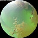 ./images/calvert/underwater/20260809/underwater20260809_140001M.jpg