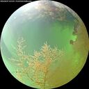 ./images/calvert/underwater/20260809/underwater20260809_141501M.jpg
