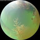 ./images/calvert/underwater/20260809/underwater20260809_150002M.jpg