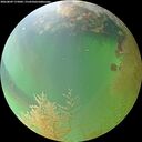 ./images/calvert/underwater/20260809/underwater20260809_175001M.jpg