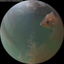 ./images/calvert/underwater/20260809/underwater20260809_211502M.jpg