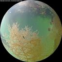 ./images/calvert/underwater/20260810/underwater20260810_075501M.jpg