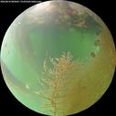 ./images/calvert/underwater/20260810/underwater20260810_083001M.jpg