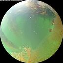 ./images/calvert/underwater/20260810/underwater20260810_092502M.jpg