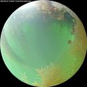 ./images/calvert/underwater/20260810/underwater20260810_115001M.jpg