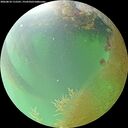 ./images/calvert/underwater/20260810/underwater20260810_115501M.jpg