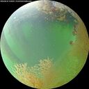 ./images/calvert/underwater/20260810/underwater20260810_132001M.jpg