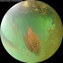 ./images/calvert/underwater/20260810/underwater20260810_162001M.jpg