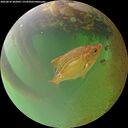 ./images/calvert/underwater/20260810/underwater20260810_202001M.jpg