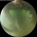 ./images/calvert/underwater/20260811/underwater20260811_062501M.jpg
