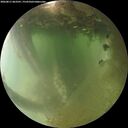 ./images/calvert/underwater/20260811/underwater20260811_063501M.jpg