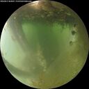 ./images/calvert/underwater/20260811/underwater20260811_064001M.jpg