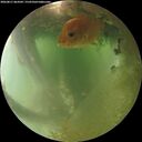 ./images/calvert/underwater/20260811/underwater20260811_064502M.jpg