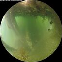 ./images/calvert/underwater/20260811/underwater20260811_065002M.jpg