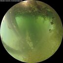 ./images/calvert/underwater/20260811/underwater20260811_065501M.jpg