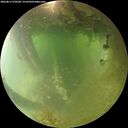 ./images/calvert/underwater/20260811/underwater20260811_070501M.jpg