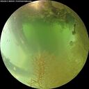 ./images/calvert/underwater/20260811/underwater20260811_080501M.jpg