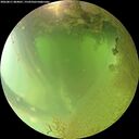 ./images/calvert/underwater/20260811/underwater20260811_084001M.jpg