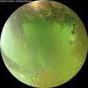 ./images/calvert/underwater/20260811/underwater20260811_084501M.jpg